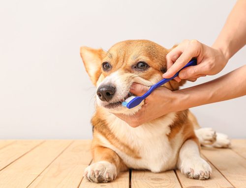 Could Your Pet’s Dental Health Be Hiding a Serious Problem?