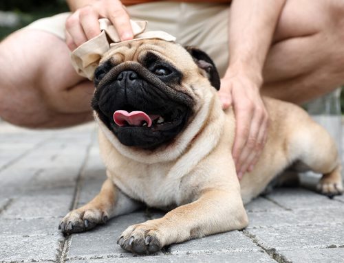 Summer Pet Safety Guide: Vet-Approved Tips to Keep Your Pets Cool and Healthy