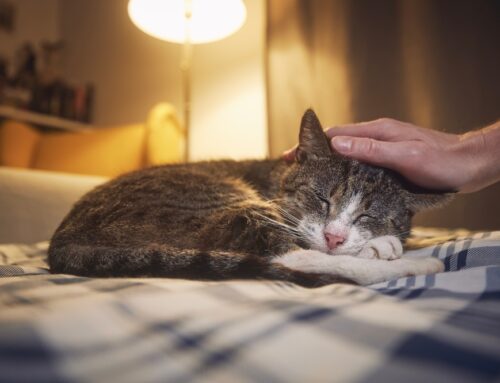 End-of-Life Care: Supporting Your Pet with Compassion and Dignity