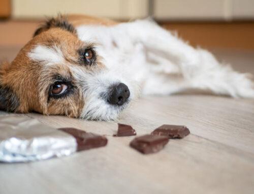 Pet Poison Control: Foods and Substances to Keep Away from Your Dog or Cat