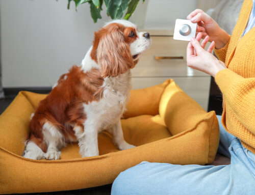 Flea Allergy Dermatitis: Prevention and Treatment