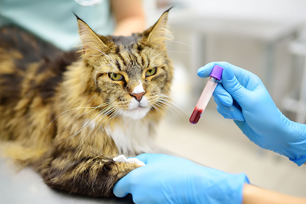 Veterinarian wearing blue gloves holding a blood sample tube while a long-haired cat rests on an exam table during a blood test.