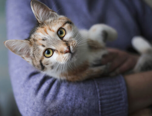 Low-stress handling methods for your pet