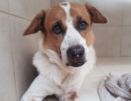 Auto-Immune blood diseases