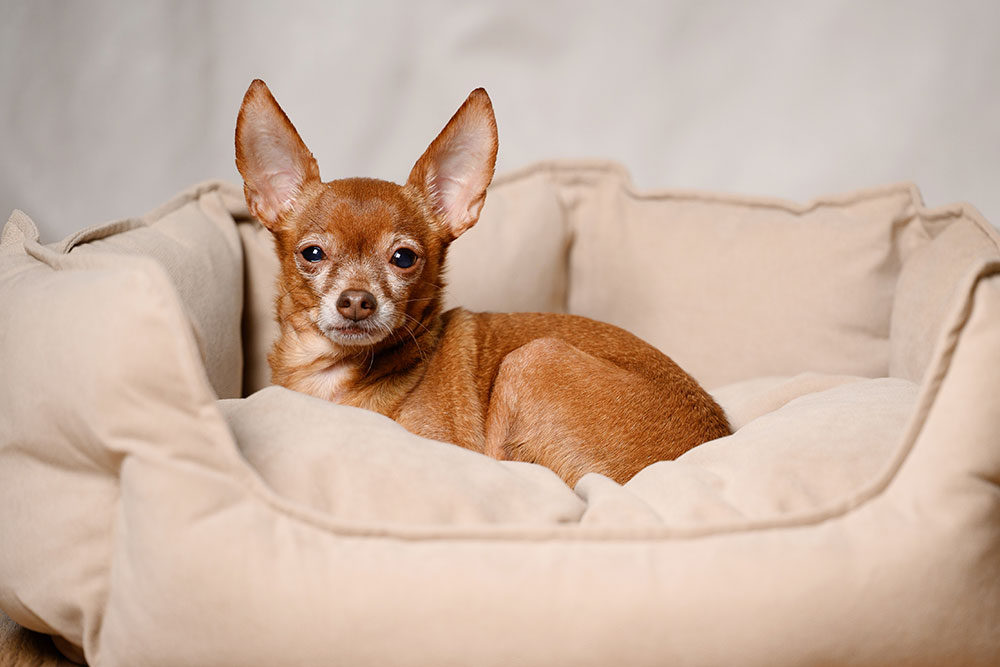 Close-up portrait of a small, reddish-brown (ginger) Chihuahua or Toy breed dog resting comfortably in a soft, plush, beige cushioned dog bed, looking attentively at the camera.