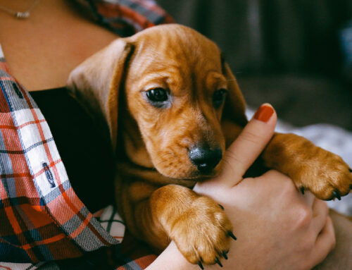 Introducing a New Pet: How to Ensure a Smooth Transition