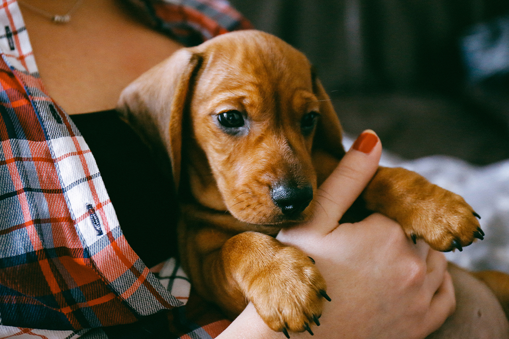 Puppy dog eyes on a red short-haired Dachshund held by a person.