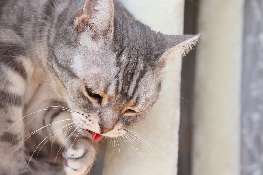 A close-up of a grey tabby cat licking its front paw while sitting indoors.