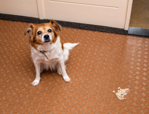 Chronic Vomiting: From Food Trials to GI Biopsy