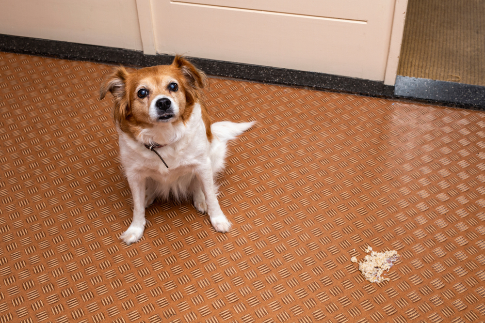 A small brown and white dog sitting on a textured clinic floor next to a pile of vomit.