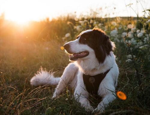 IVDD in Dogs: Early Signs, Imaging, and Surgery vs. Medical Care