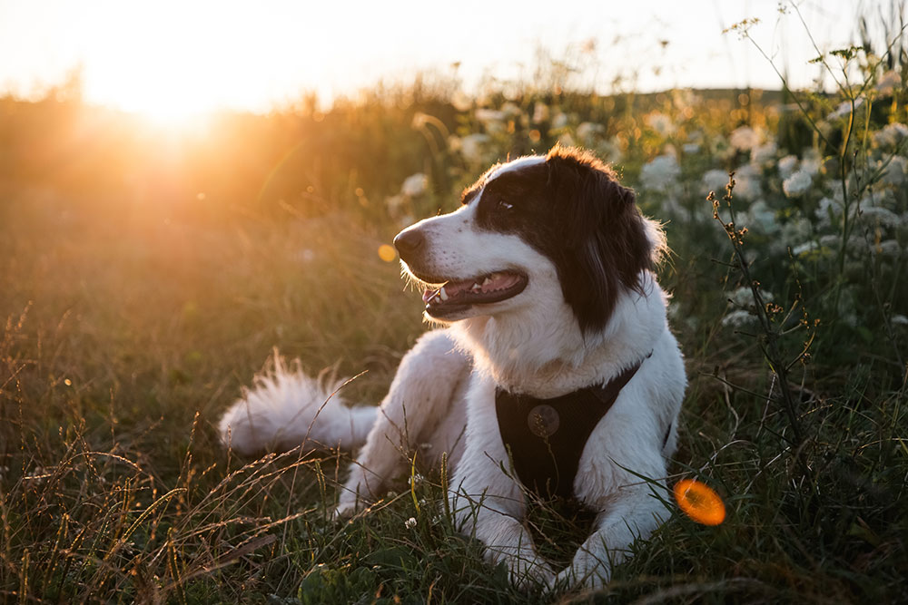 A black and white dog wearing a harness lies in a grassy field during golden sunset light, looking into the distance.