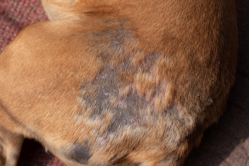 Patchy hair loss on a dog’s skin showing signs of canine alopecia or skin disease.