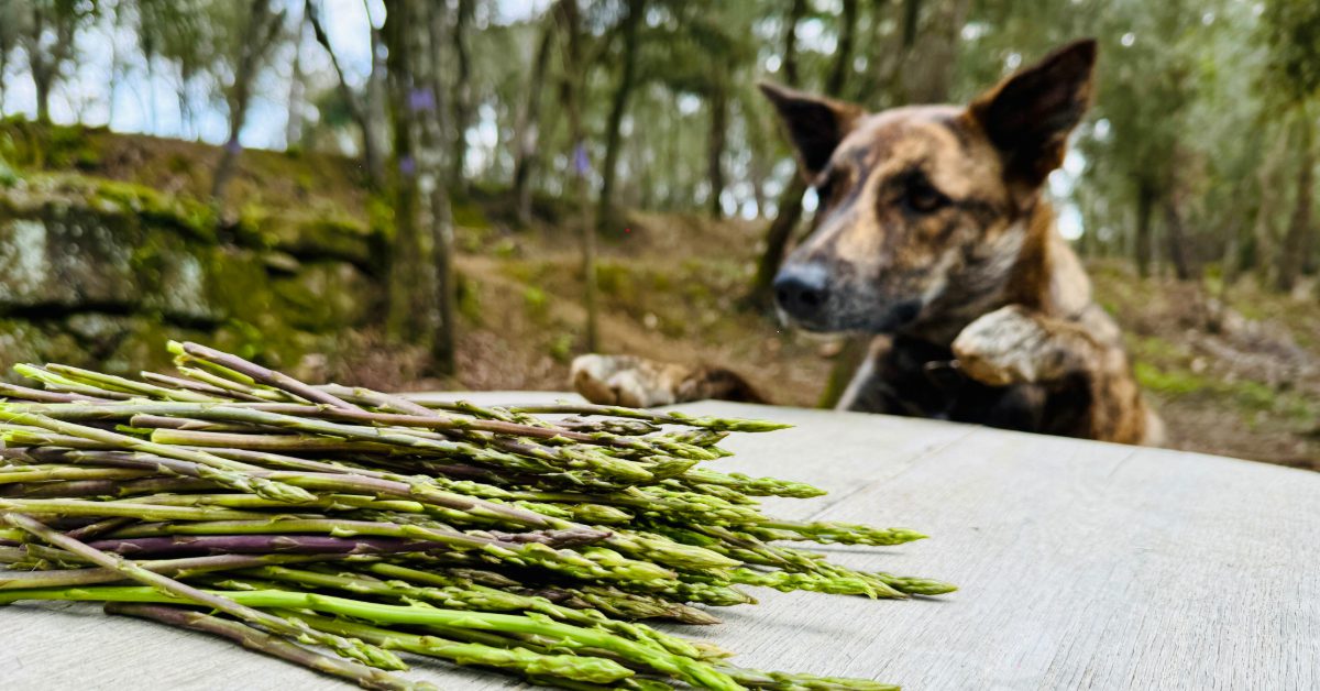 curious dog checking out wild asparagus sitting on the table outside