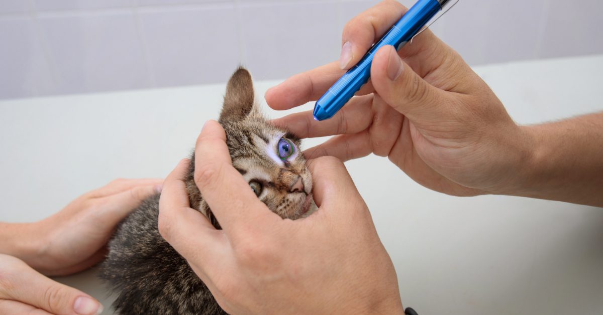 close up of vet checking cat's eye with a light