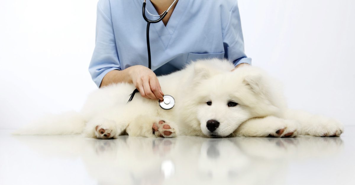 vet listening to dog's breathing at clinic
